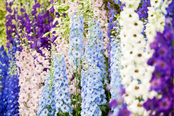 UK's Flower Show Calendar